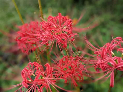 彼岸花 開花|彼岸花の咲く時期は？開花や見ごろの時期と人気の名。